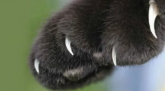 Jak snížit cat drápy: užitečná doporučení